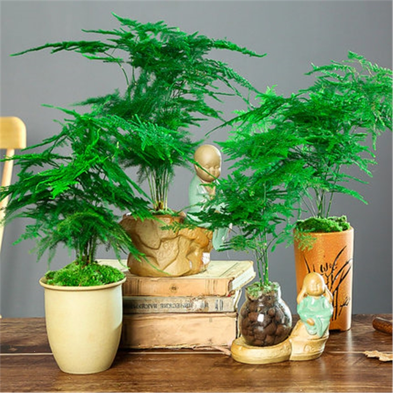 文竹盆栽植物室内净化空气办公室绿植花卉盆栽盆景四季常青小盆栽古达