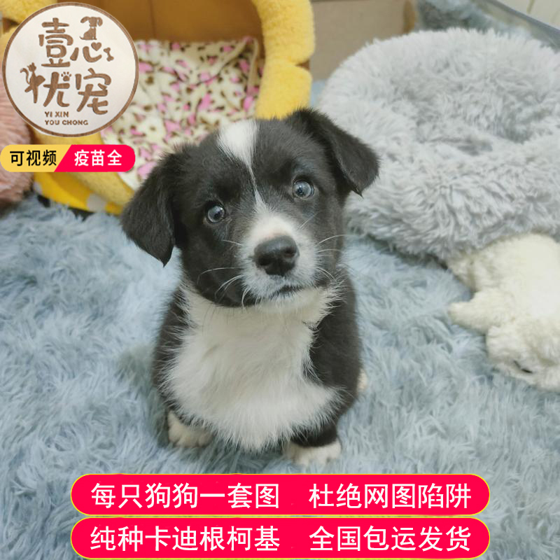 壹心优宠出品 卡迪根威尔士柯基犬幼犬活物卡迪甘卡地根狗狗萌宠物狗长不大小型犬中型犬 纯种狗血统黑白色陨石色双色三色二号母报价 参数 图片 视频 怎么样 问答 苏宁易购