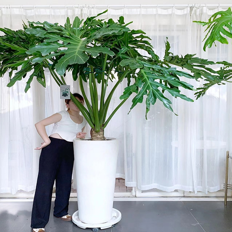 回固龙鳞春羽老桩盆栽室内大型绿植北欧网红室内客厅吸甲醛观叶植物