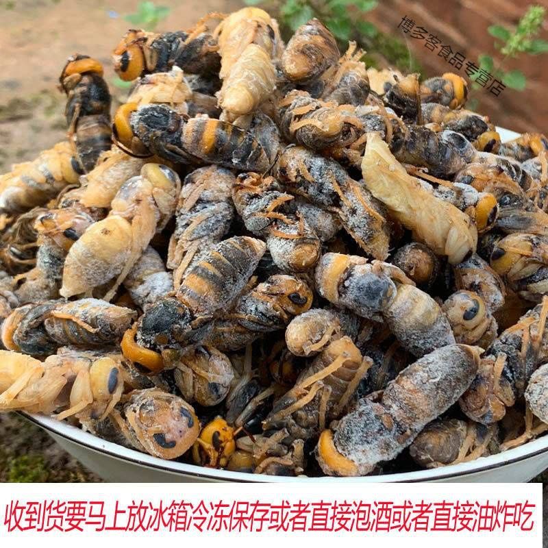 金环大虎头蜂胡蜂马蜂蛹筑巢地下的地洞蜂牛角蜂蛹黑可泡酒可油炸