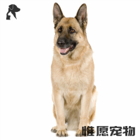 狗狗活体德国牧羊犬幼犬活体纯种血统黑背德牧狼狗 护院宠物狗弓背平背狼版警犬牧羊犬锤系德系