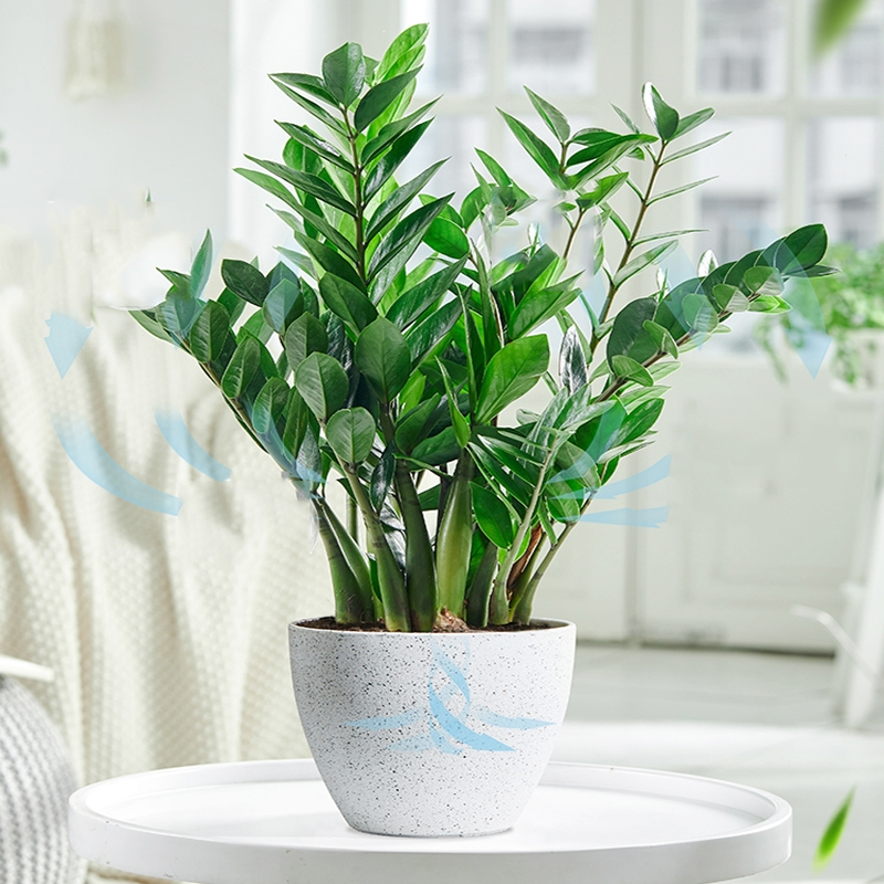 回固金钱树盆栽摇钱树大钱串子办公室客厅室内桌面绿植物花卉观叶好养