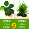大九叶皇冠草真水草鱼缸装饰懒人水草淡水有茎类中后景性草