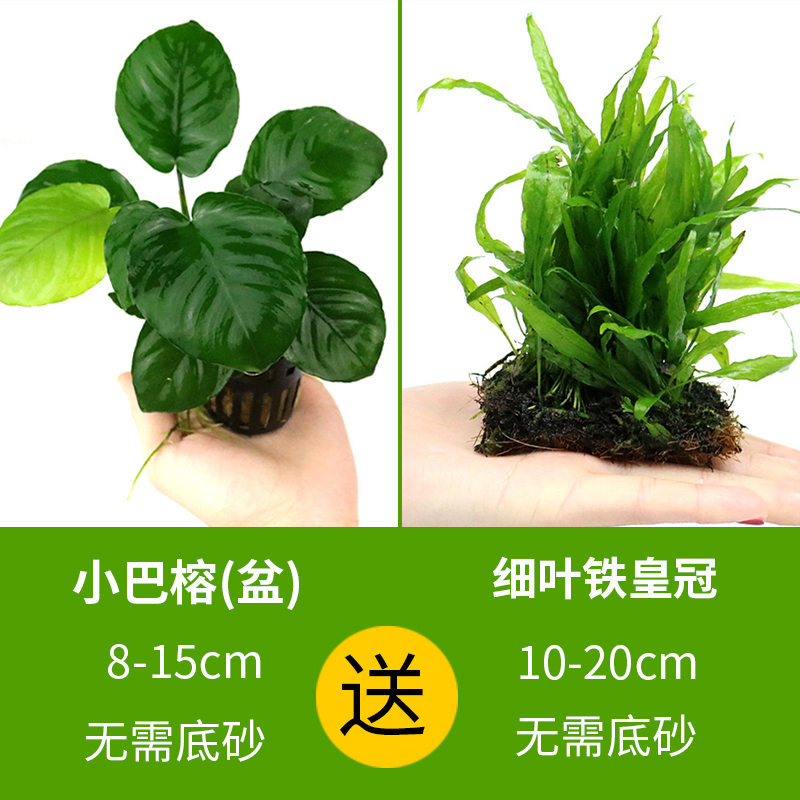 大九叶皇冠草真水草鱼缸装饰懒人水草淡水有茎类中后景性草