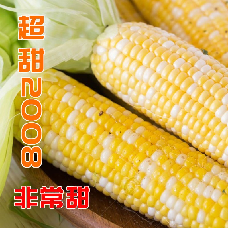 超甜种籽 甜玉米种子子 黑糯粘黏香紫彩糯红黑四季白孑 草莓玉米种子约30粒装迷你水果玉米
