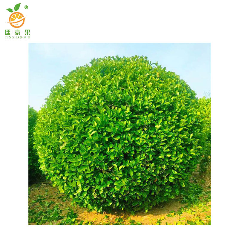 廷豪果 卫矛球 冠幅100公分 /棵高清大图
