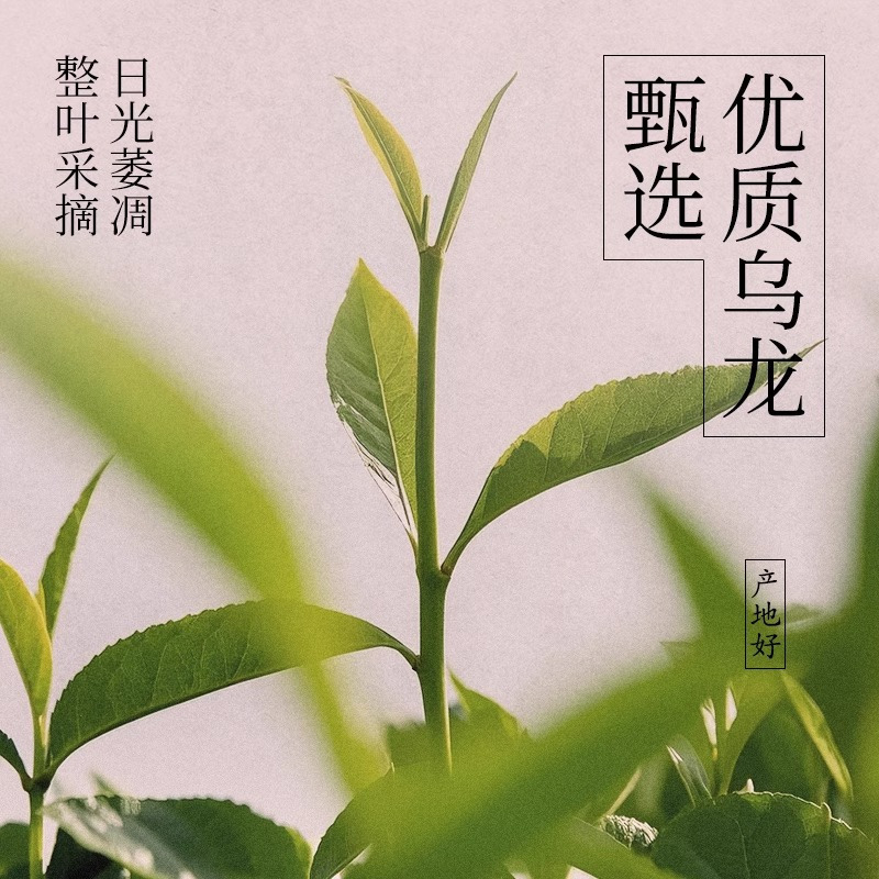 好望水芭乐乌龙500ml*10瓶赠补水啦柠檬555ml*5瓶