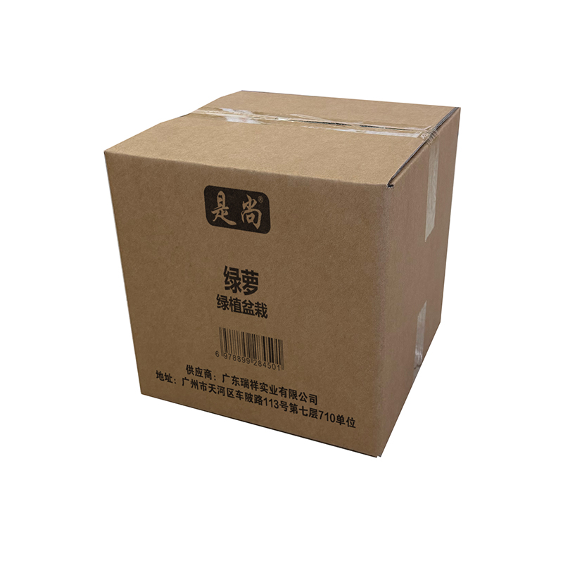 是尚 绿萝 绿植盆栽/罐高清大图