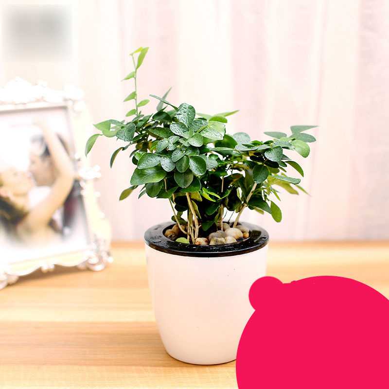 【九里香+吸水盆，绿植盆栽套装】绿植绿萝盆栽驱蚊水培植物绿箩办公室盆栽袖珍椰子盆景带盆栽好园艺用品花卉绿植