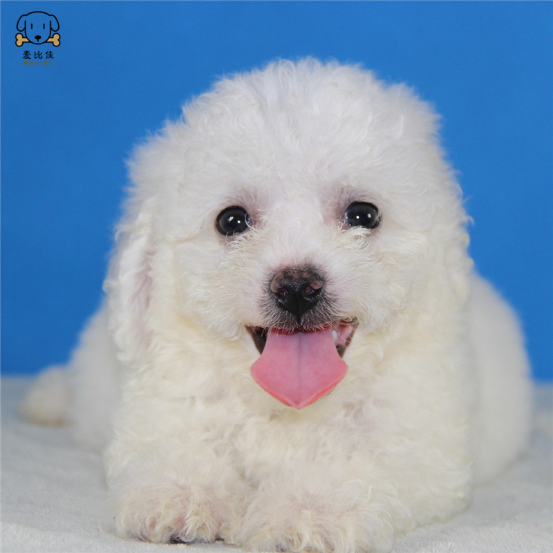 麦比佳宠物 比熊犬 比熊幼犬活体 宠物狗狗法国卷毛比熊狗 双血统精品白色活体比熊 小体玩具型茶杯犬标准型视频可选高清大图