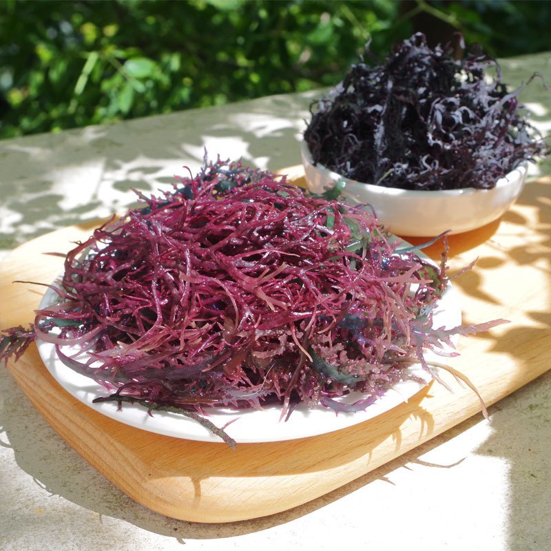 发代发南极冰藻干货智利海藻凤尾藻干紫晶冰藻250g