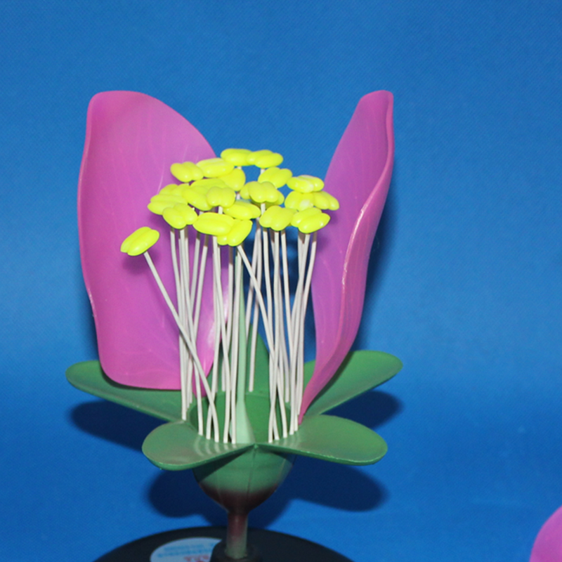 桃花模型 生物实验模型 花蕊花瓣放大模型花的构造 生物教学仪器