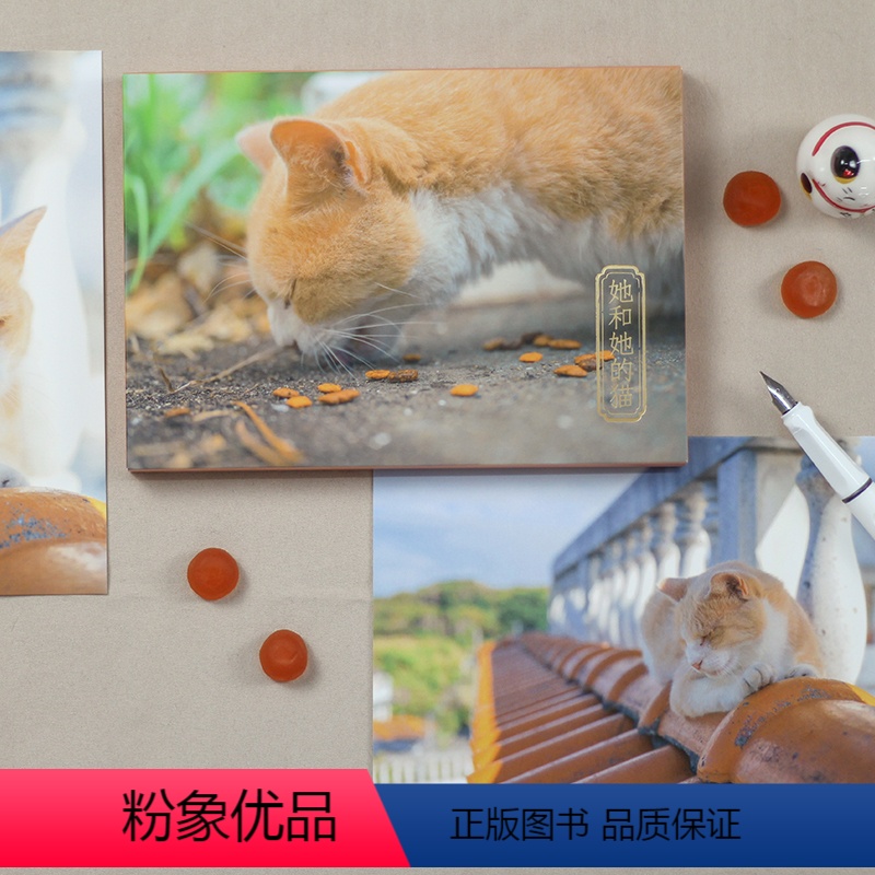 【正版】她和她的猫 摄影师@kelvin李28张摄影作品 可爱猫咪喵星人明信片 软萌小清新卡片生日送礼物文艺贺卡文创产
