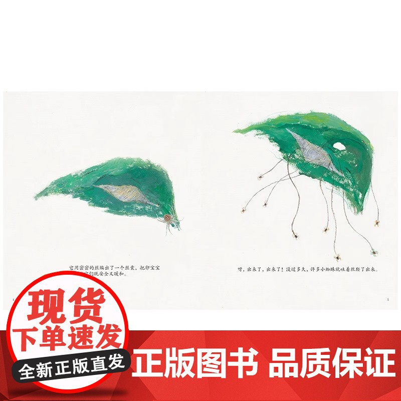 蜘蛛爱吐丝(平装)孩子成长启蒙绘本少儿读物儿童图画书绘本童书江苏凤凰少年儿童出版社正版高清大图