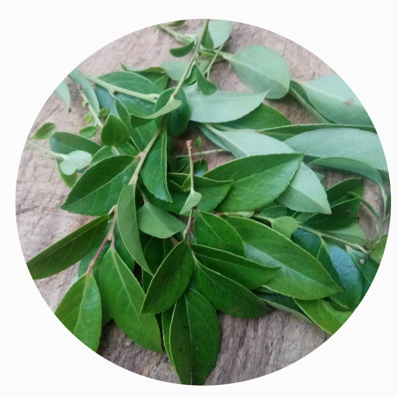 乌饭叶新鲜500g南烛叶乌饭乌树叶乌饭草制作乌米饭生鲜