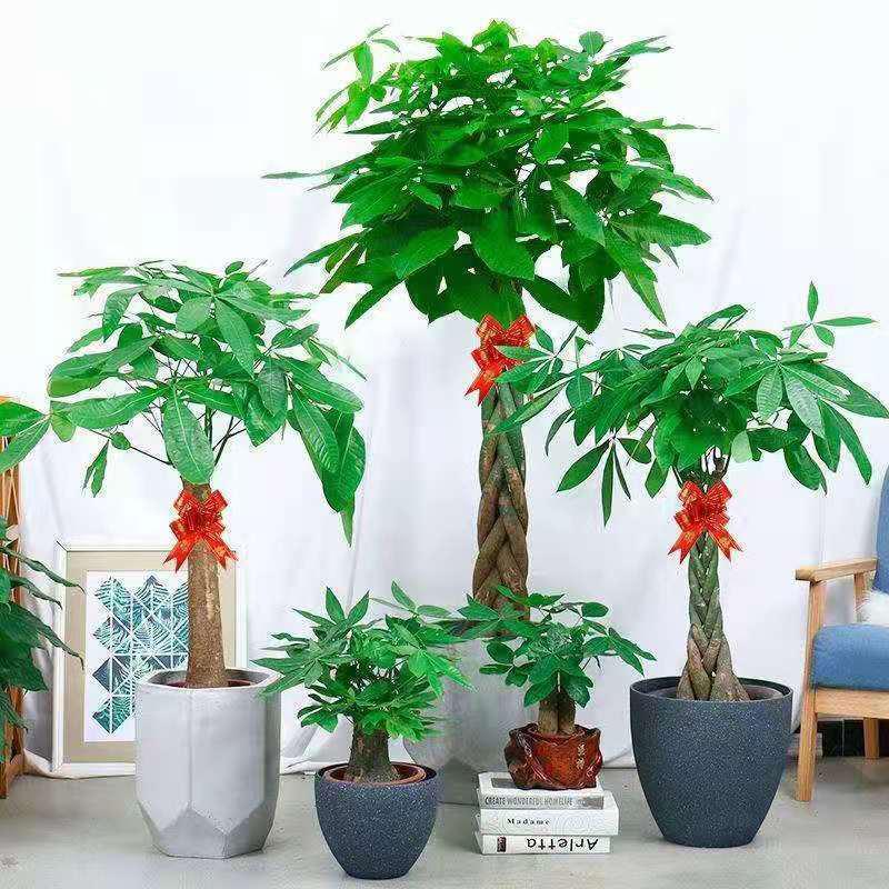花卉盆栽室内花 报价行情 排行 品牌 参数 怎么样 图片 商家 苏宁易购