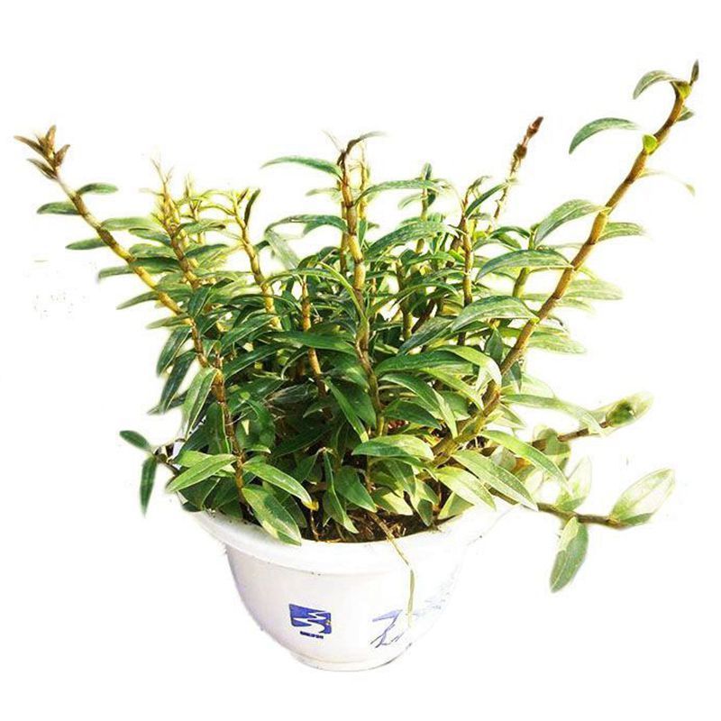 石斛苗雁荡山4年的12至20根条新鲜枫斗铁皮石斛盆栽室内绿植盆栽种苗