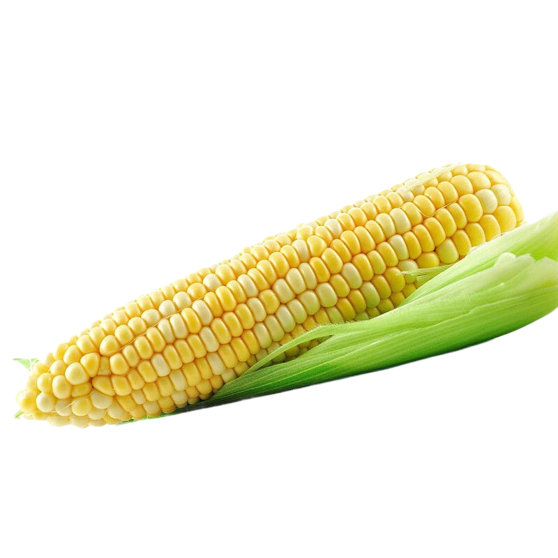 鲜木云南水果玉米现摘新鲜玉米甜玉米棒生鲜蔬菜可生吃甜脆爆浆产地