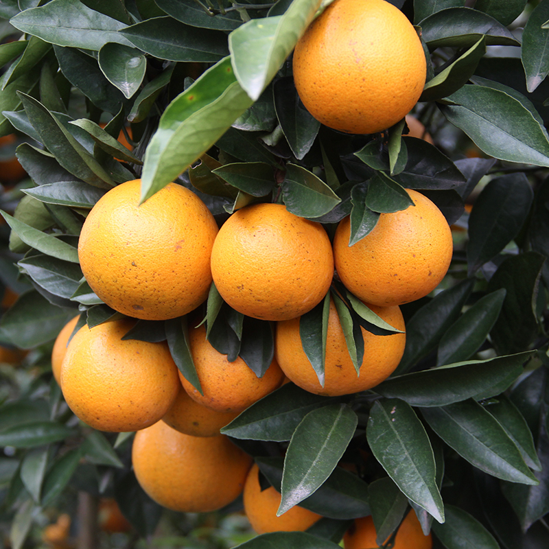 麻阳冰糖橙9斤装单果7075mm新鲜橙子冰糖橙迷你橙柑橘橙子陈小四水果