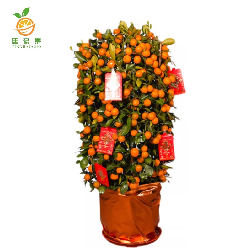 廷豪果 年桔盆栽 2.1米高 /棵高清大图
