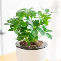 鸭脚木盆栽花卉七叶莲花苗办公室内除甲醛净化空气水培绿植鸭掌木