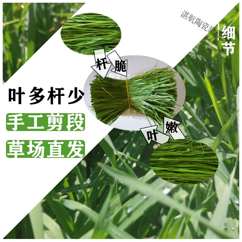 新头茬烘干提摩西草段草兔粮干草龙猫荷兰猪牧草磨牙甘肃