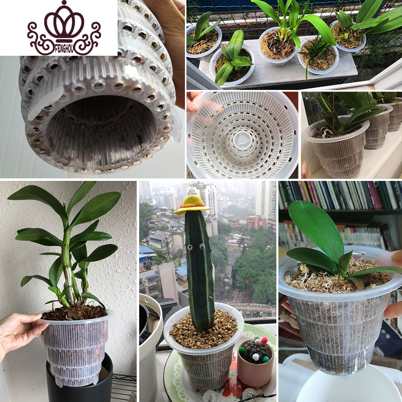 封后美莳透明蝴蝶兰控根花盆透气洋兰专用盆大号塑料树脂家用石斛花盆 [5只][单层盆]口径15cm洋兰盆[带空气柱] 中等