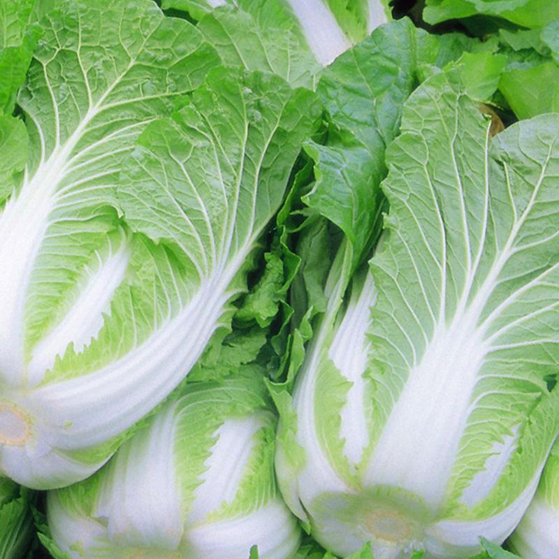 赛卡伊农家白菜新鲜黄心大白菜现摘蔬菜脆嫩整箱批发