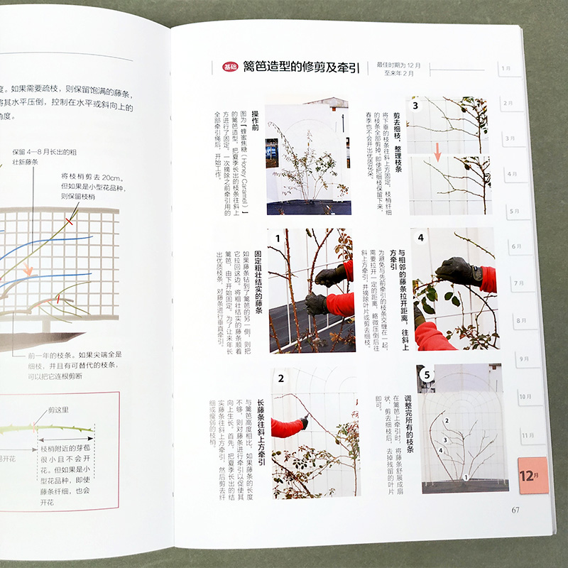 [醉染正版] 藤本月季玫瑰12月栽培笔记 品种推荐 栽培月历 病虫害盆栽养护修剪技巧 藤本月季栽培 玫瑰花种植技术高清大图