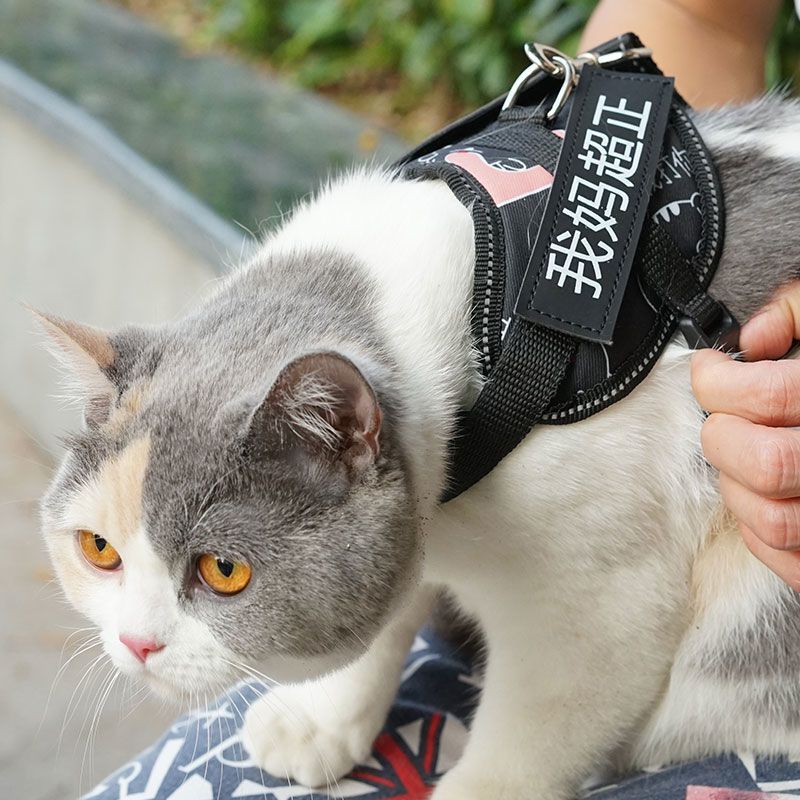 荧光绿+1.5米绳+字帖*2 S(胸围25-30cm-4斤内) 猫咪牵引绳防挣脱逃脱外出专用猫链子背心式溜猫绳栓遛小幼猫