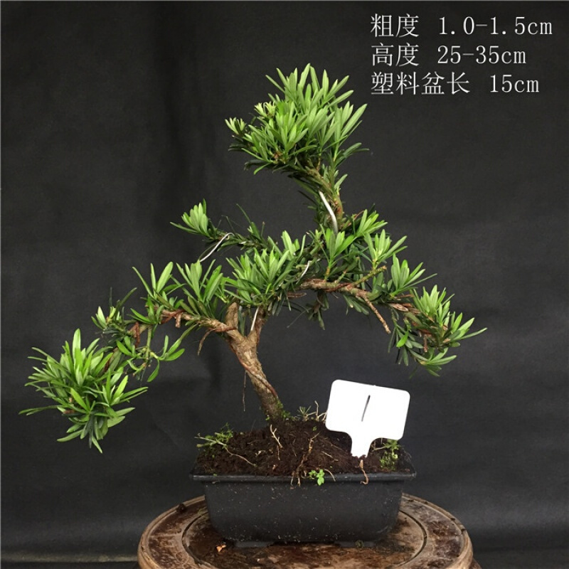 18新款小品原生小叶罗汉松罗汉松盆景盆栽江浙雀舌罗汉松实物乳白色1含盆