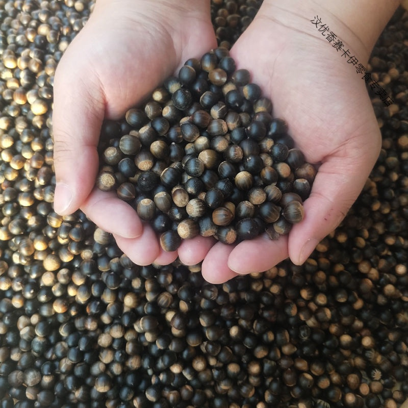 福建米锥子新鲜锥栗山锥果勾圆子刺锥毛栗子圆锥小板栗非板栗