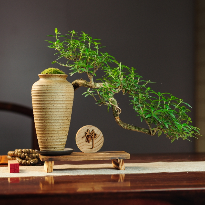 弹痕六月雪真盆景室内悬崖式植物造型摆件中式茶室阳台绿植花卉盆栽