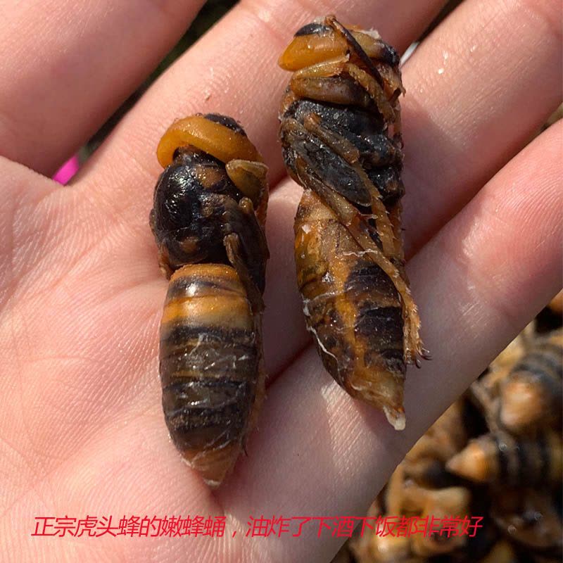 蜂 オオスズメバチ 女王蜂 49mm 千葉県 - Insect Islands 〜南の島