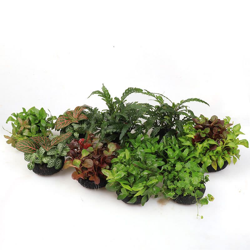 鱼缸造景莫斯沉木水榕无土植物懒人增氧真水草趴地矮珍珠陀草图片