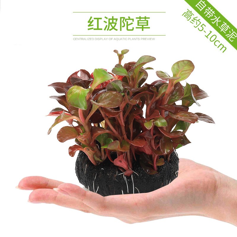 鱼缸造景套餐性水榕沉木真水草淡水无土植物增氧趴地矮珍珠