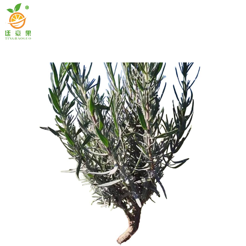 廷豪果 薰衣草根 XYC-2 /根高清大图