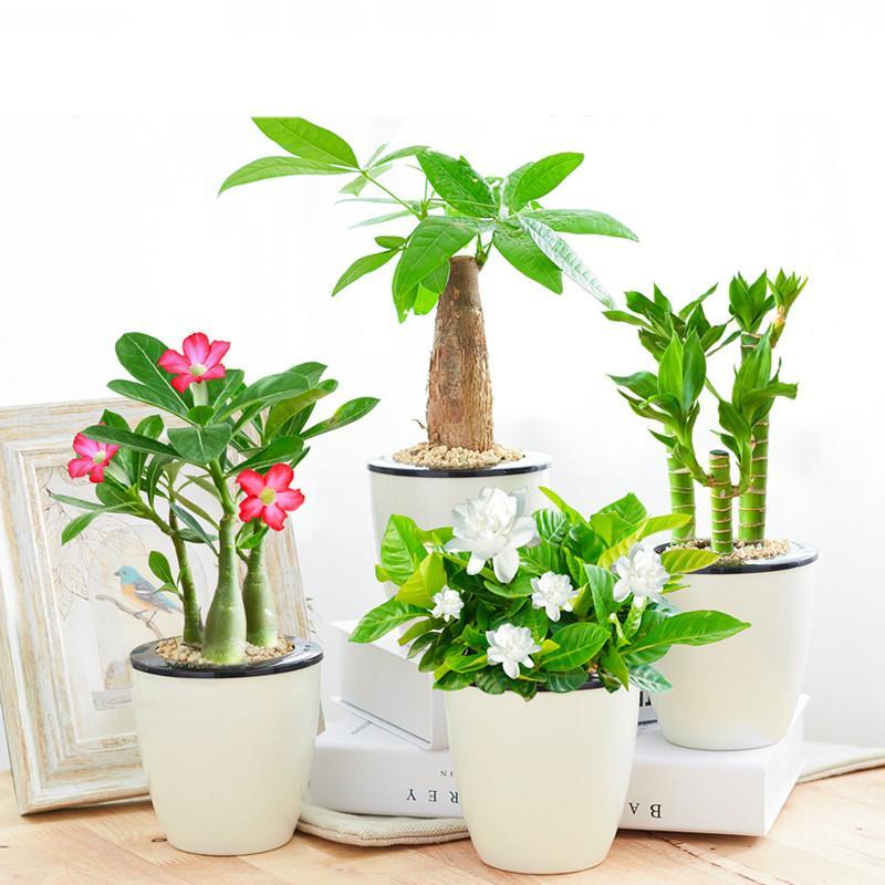 财树栀子花四季常春藤办公室花卉绿植盆栽绿萝兰植物沙漠玫瑰生活日用家庭清洁园艺用品花卉绿植盆栽