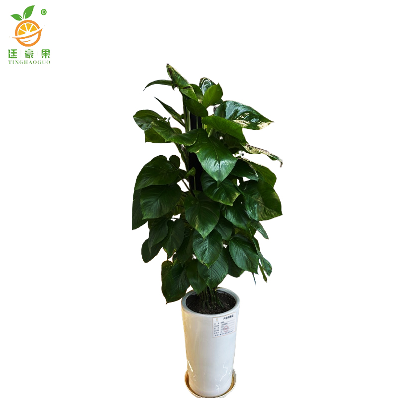 廷豪果 绿萝柱 1.5米高 /棵高清大图