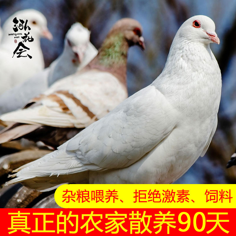 [顺丰空运发货]泓花会生鲜 谷物散养新鲜鸽子配佐料 4只装/约1400G 左右SFGZ4