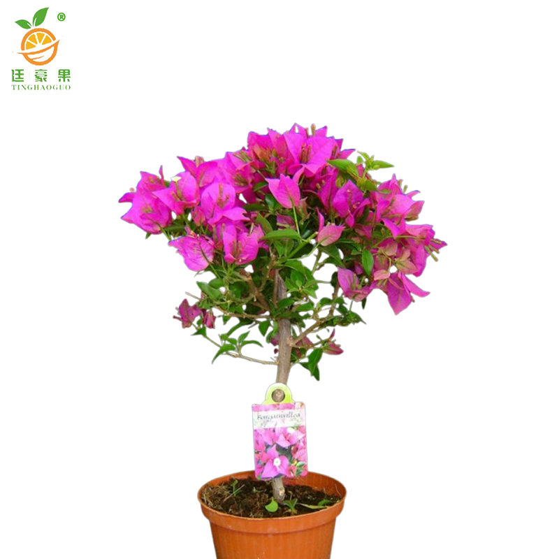 廷豪果 三角梅 1米高 /棵高清大图