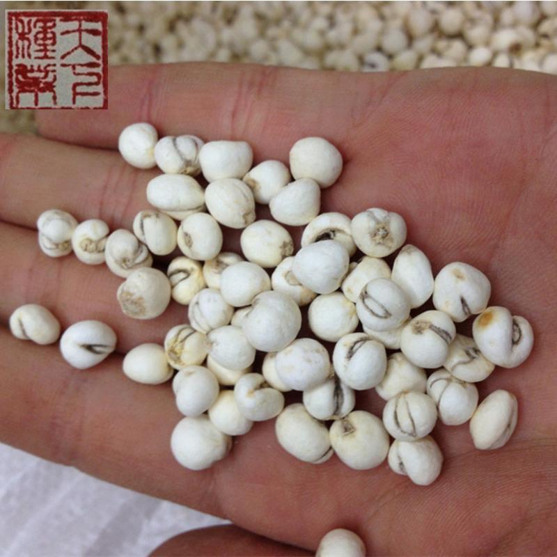 川贝母种子青贝浙贝甘肃贝母籽炖汤庭院阳台盆栽平贝种