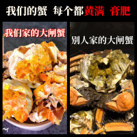 【礼券】浓鲜时光盘锦河蟹礼券礼品卡大闸蟹提货券稻田蟹活蟹礼盒装988型母蟹2.0两/只公蟹3.0两/只共16只
