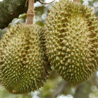悠乐果泰国托曼尼榴莲2-3斤1个装 热带水果类 甲仑/托曼尼/金枕榴莲 不熟别开