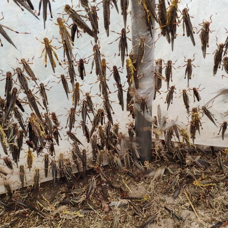 3/5厘米50只试用装 土蚂蚱 活体蝗虫 蚱蜢画眉鸟爬虫宠物蝎子蜂饲料鸟