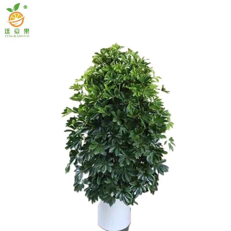 廷豪果 龙血树盆栽 90cm高 /盆高清大图