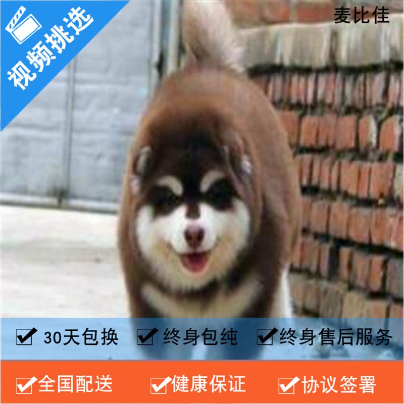 麦比佳 纯种巨型阿拉斯加幼犬活体宠物 熊版十字脸阿拉斯加雪橇犬 双血统烟灰色桃脸阿拉斯加幼崽 巨大型雪橇犬阿拉斯加犬2图片