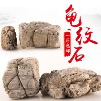 精品龟纹石假山盆景摆件大小快原石奇石树抱石微景观鱼缸造景石头 龟纹石15cm内1斤(共1块)