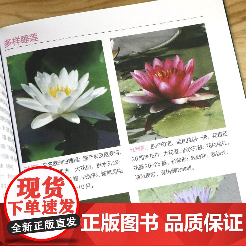 209种常见花草图鉴/家庭种花养花鉴赏图鉴认识常见花草植物花卉书籍花草时光一花一世界一草一天堂身边花草树木速查图鉴书籍高清大图