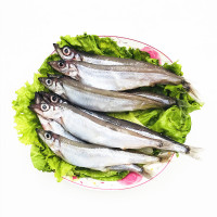 多春鱼 多春鱼满籽 新鲜大多春鱼 海鱼 顺丰运输 3KG